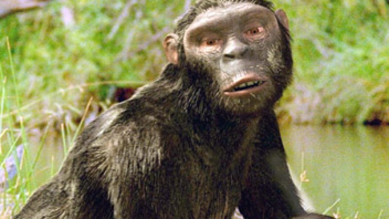 [Documentaire] L’odysée de l’espèce