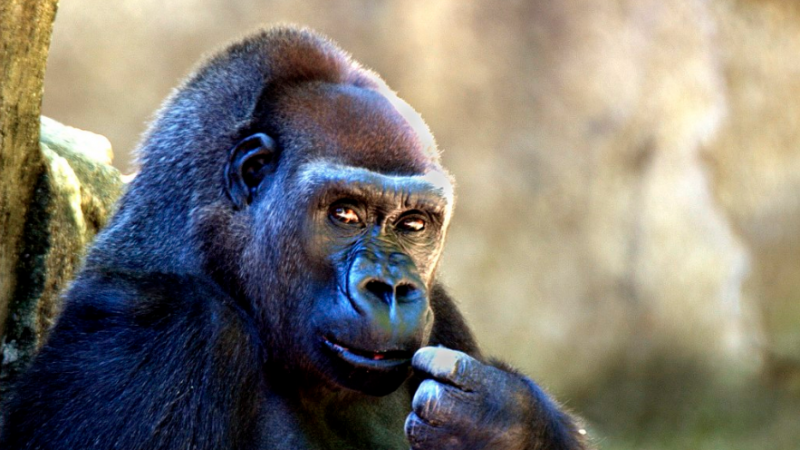 Sauver les gorilles avec vos vieux smartphones, c’est possible