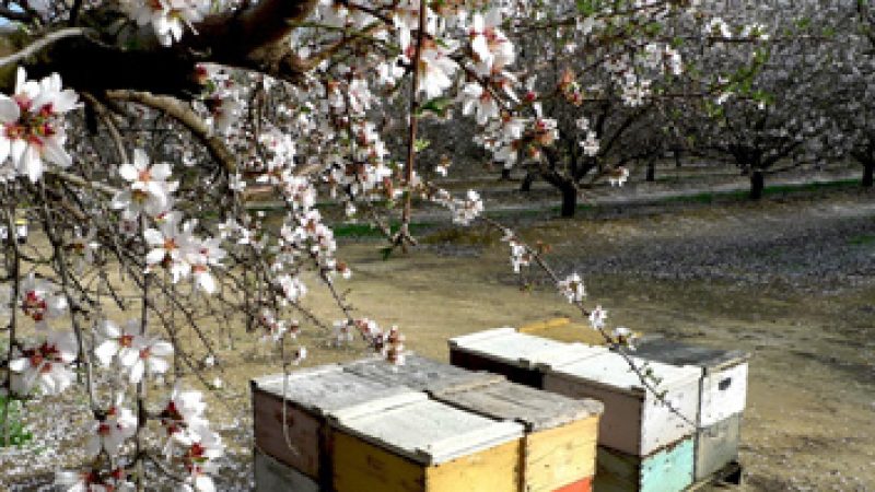 [Documentaire] Le mystère de la disparition des abeilles