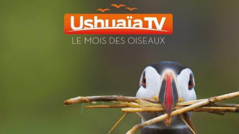 Ushuaïa TV offerte sur Freebox TV : c’est parti