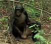 Zapping : Au pays des Bonobos