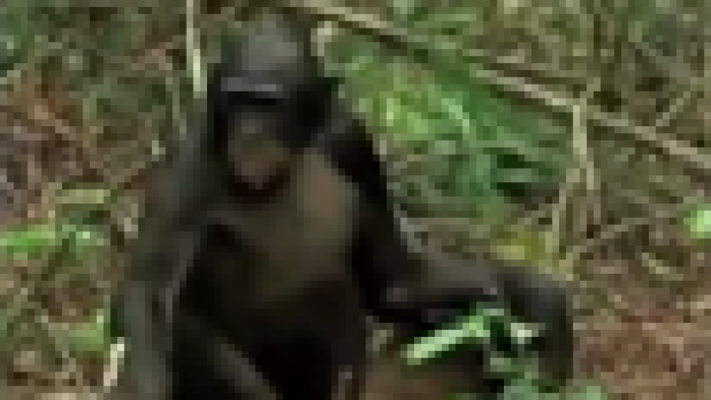 Zapping : Au pays des Bonobos