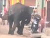 Zapping : Un éléphant sème la terreur dans une ville indienne…