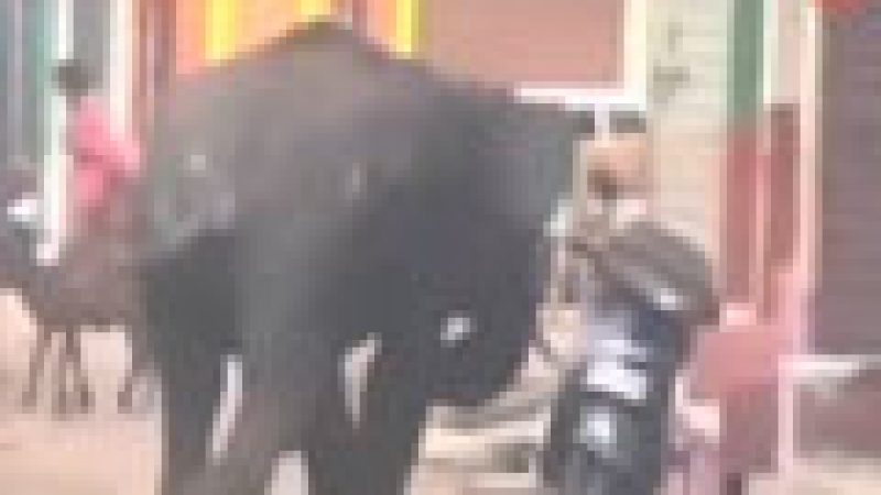 Zapping : Un éléphant sème la terreur dans une ville indienne…