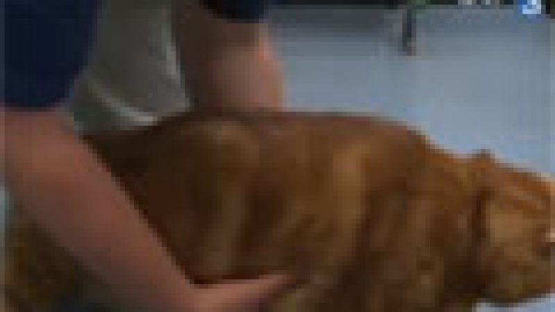 Zapping : Le plus gros chat du monde…