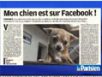 Zapping : Des chiens sur facebook…