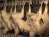 Zapping : Abattage de poulets en masse…