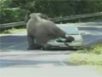 Zapping : Un éléphant qui s’accouple avec une voiture…