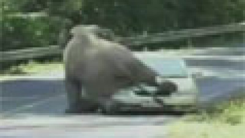 Zapping : Un éléphant qui s’accouple avec une voiture…