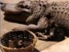 Zapping : Un crocodile mangeur de chats…