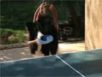 Zapping : un chien qui joue réellement au ping pong…