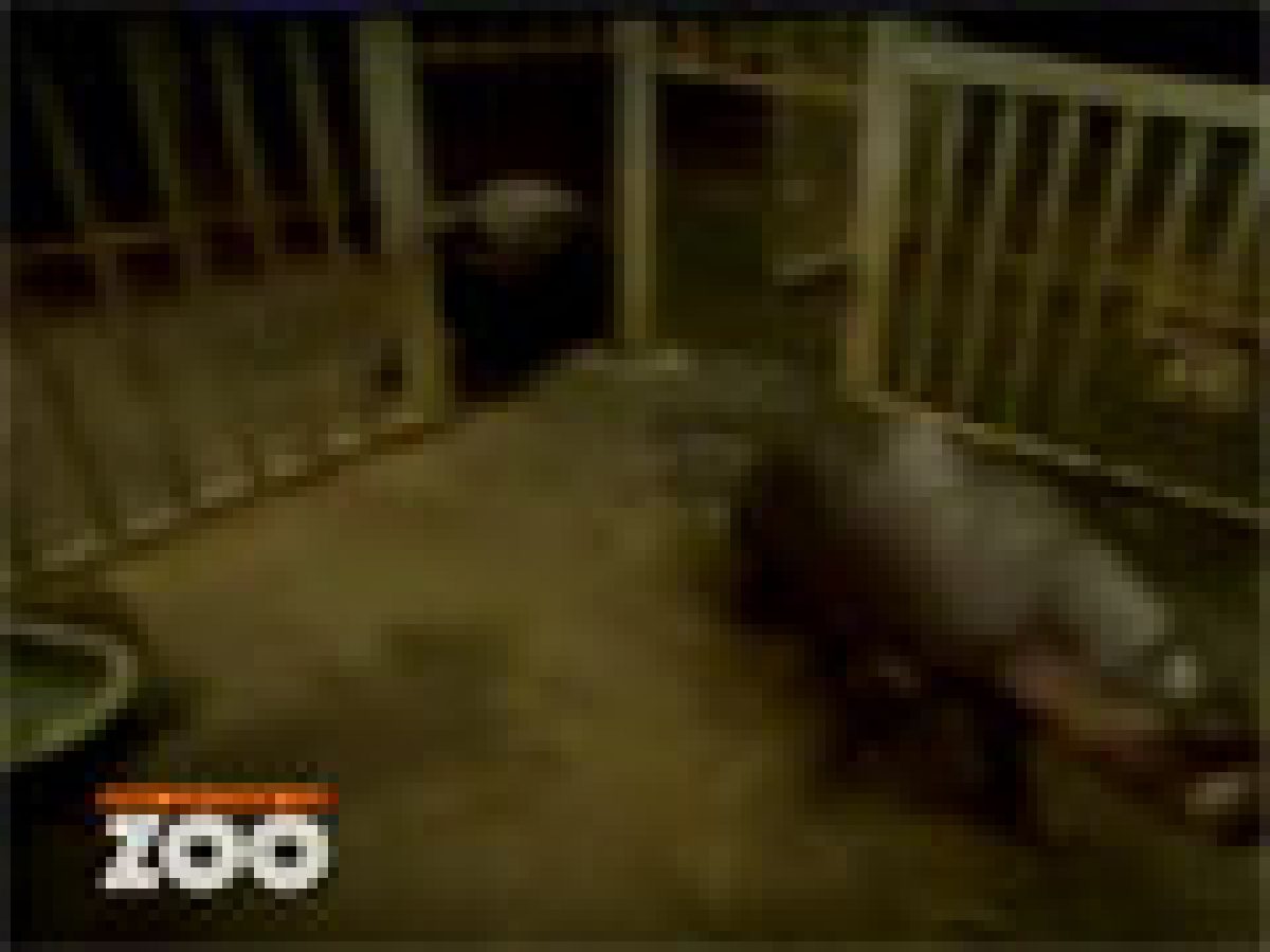 Zapping : violence chez les hippopotames et dans la télé-réalité…