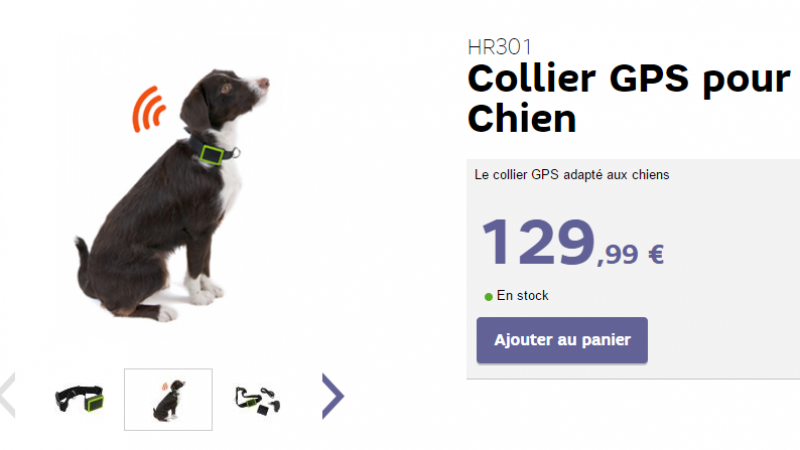 SFR lance le collier GPS pour chien “connecté”