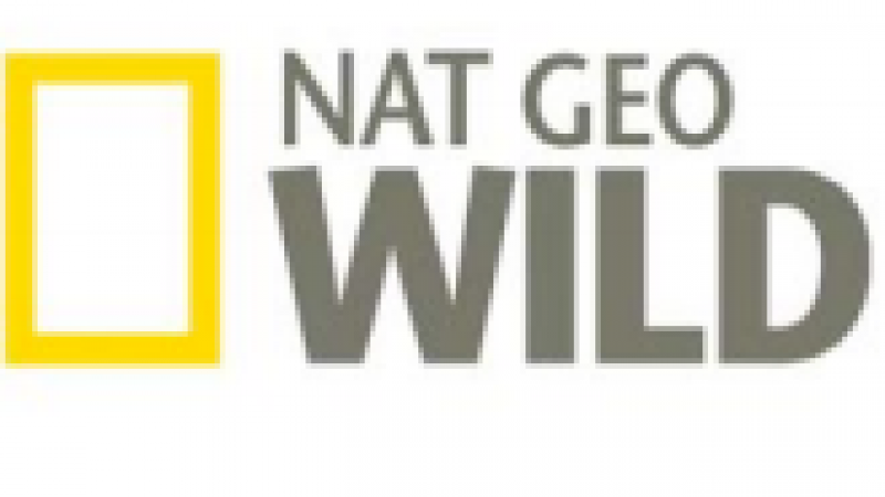 Alors que National Geographic, Nat Geo Wild et Voyage ont intégré le basic de Freebox TV, leurs audiences battent des records