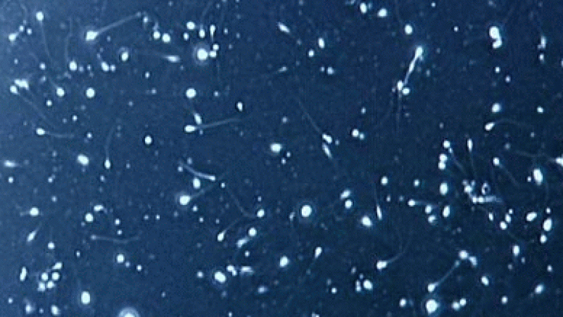 [Reportage] Mâles en péril