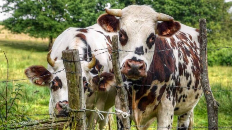 En investissant dans la “fausse viande”, le fondateur de Free se met agriculeurs et éleveurs à dos