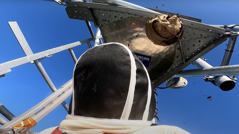 Un technicien télécoms se fait piquer 14 fois par des frelons asiatiques à 27 mètres de hauteur sur une antenne