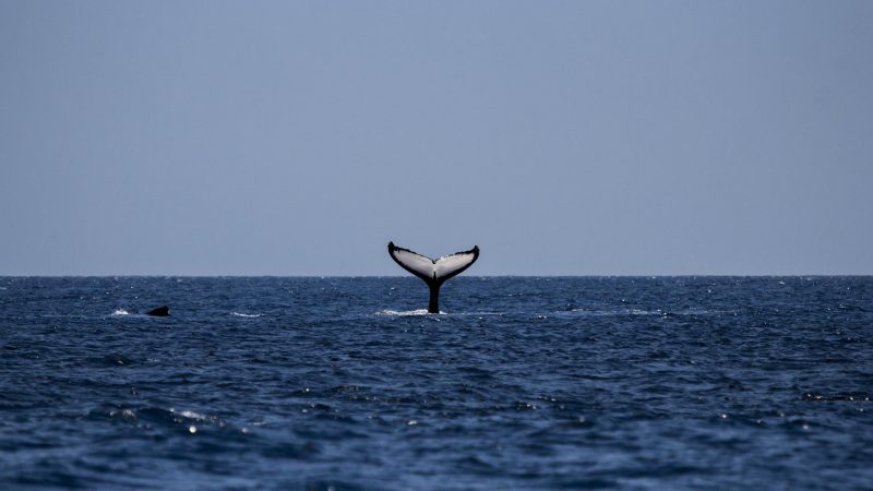 Insolite : utiliser les câbles de fibre sous-marins pour écouter les baleines