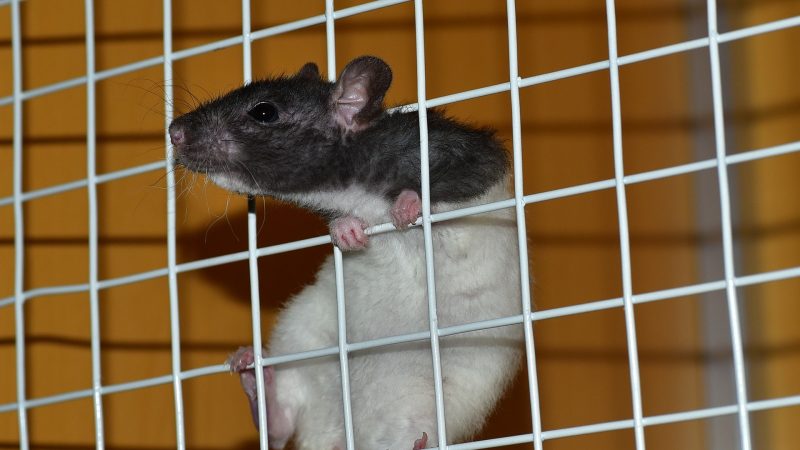 Clin d’oeil : un rat vient couper la connexion de 1700 foyers avec un timing malheureux
