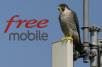 Une antenne Free Mobile KO pendant 6 mois à cause de la nidification de faucons pèlerins